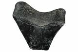 Bargain, , Fossil Megalodon Tooth - Georgia #338846-1